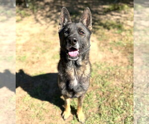 Atlas - Male German Shepherd Dog-Unknown Mix Dog for Adoption - Photo #4