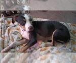 Small American Staffordshire Terrier Mix