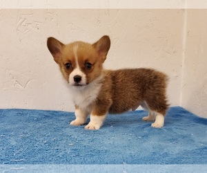 Pembroke Welsh Corgi Puppy for sale in CLARK, MO, USA