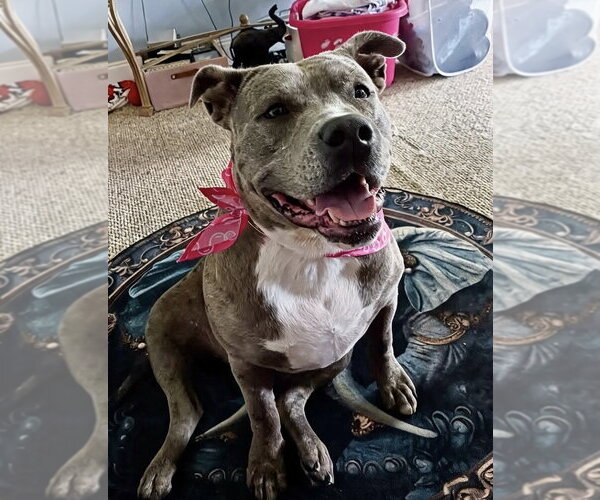 Medium Photo #19 American Staffordshire Terrier-Unknown Mix Puppy For Sale in Brewster, NY, USA