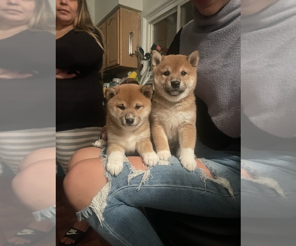 View Ad: Shiba Inu Puppy for Sale near Illinois, CHICAGO, USA. ADN-498796