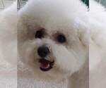 Small Photo #12 Bichon Frise Puppy For Sale in BREMEN, GA, USA