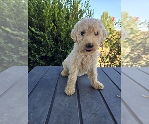 Poodle (Standard) Puppy for sale in WILLIAMSTOWN, KY, USA