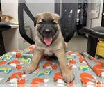 Small Mutt