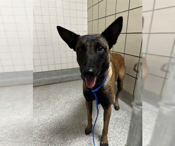 Medium Photo #1 Mutt Puppy For Sale in Pasadena, TX, USA