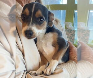 Chihuahua-Unknown Mix Dogs for adoption in Rancho Cucamonga, CA, USA