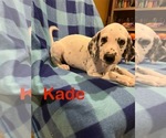 Small #5 Dalmatian