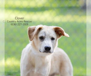 Retriever -Unknown Mix Dogs for adoption in Manchester, MO, USA