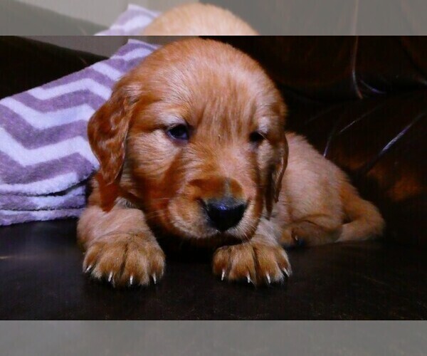 Medium Photo #1 Golden Retriever Puppy For Sale in WOLCOTT, VT, USA