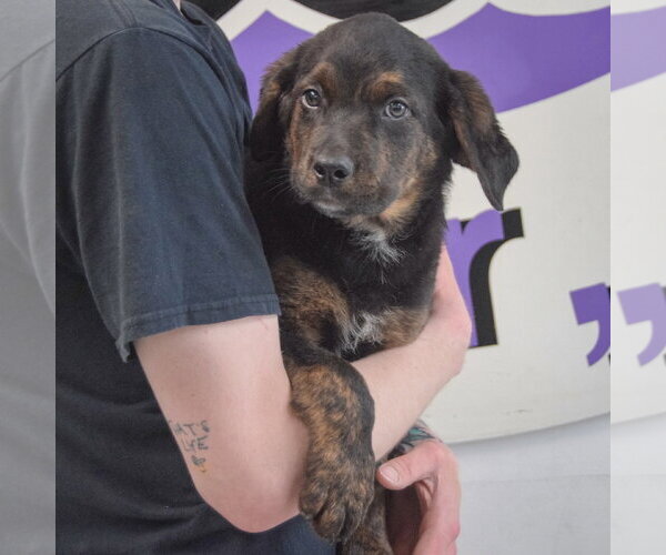 Medium Photo #3 Rottweiler-Unknown Mix Puppy For Sale in Huntley, IL, USA