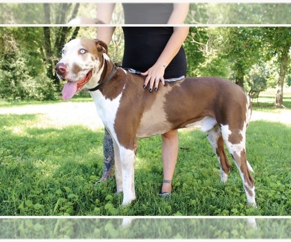 Medium Photo #1 Great Dane Puppy For Sale in SOMERVILLE, TN, USA