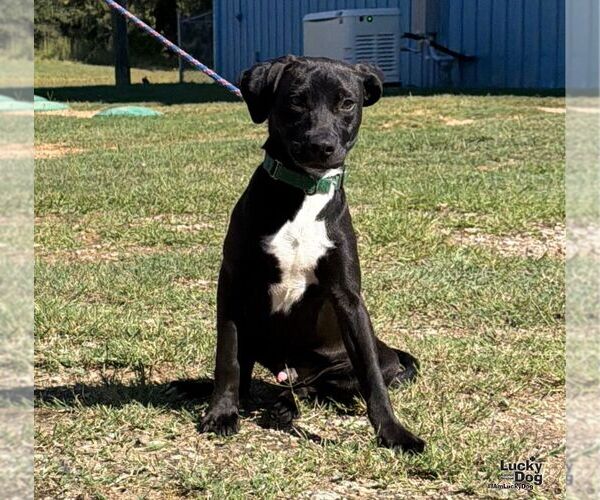 Medium Photo #3 Labrador Retriever-Unknown Mix Puppy For Sale in Washington, DC, USA