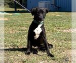 Small Photo #3 Labrador Retriever-Unknown Mix Puppy For Sale in Washington, DC, USA