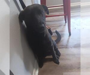Labrador Retriever-Unknown Mix Dogs for adoption in San Antonio, TX, USA