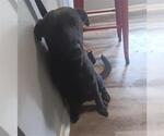 Small Labrador Retriever Mix