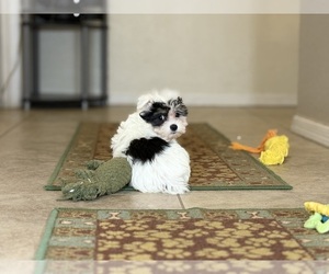 Maltipoo Puppy for sale in TUCSON, AZ, USA