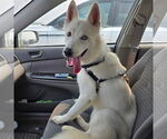 Small #1 Huskies  Mix