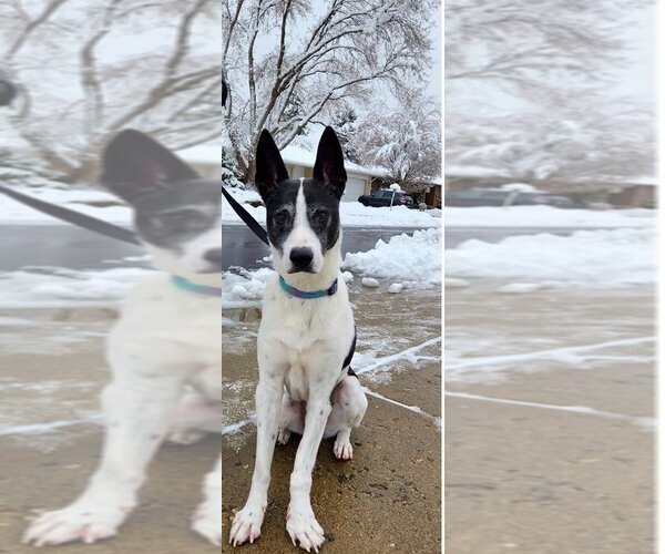 Medium Photo #2 Border Collie-Unknown Mix Puppy For Sale in Salt Lake City, UT, USA