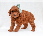 Small #1 Cavapoo-Poodle (Toy) Mix