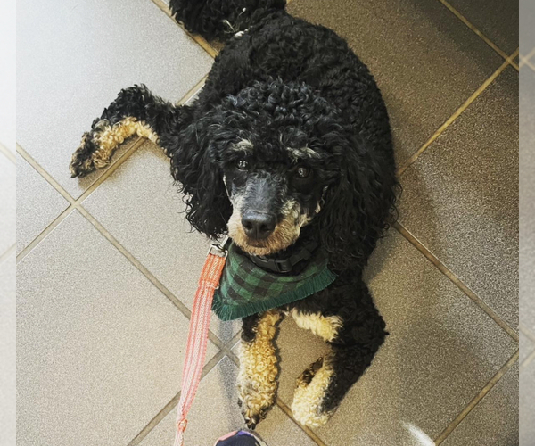 Medium Photo #1 Bernedoodle (Miniature) Puppy For Sale in ROCK HILL, SC, USA