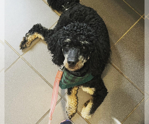Father of the Bernedoodle (Miniature) puppies born on 08/01/2026