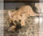 Small Mountain Cur-Rhodesian Ridgeback Mix