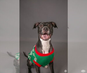 Prince - Male Labrador Retriever-Unknown Mix Dog for Adoption - Photo #14