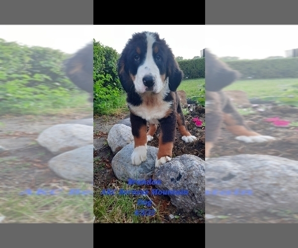 Medium Photo #1 Bernese Mountain Dog Puppy For Sale in SHIPSHEWANA, IN, USA
