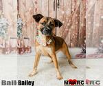 Small Photo #6 Black Mouth Cur-German Shepherd Dog Mix Puppy For Sale in Maryville, TN, USA