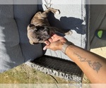 Small #1 American Staffordshire Terrier
