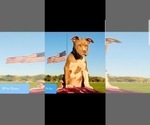 Small Photo #13 American Pit Bull Terrier Puppy For Sale in ABERDEEN, SD, USA