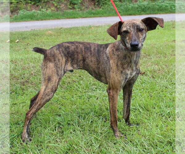 Medium Photo #2 Italian Greyhound-Unknown Mix Puppy For Sale in Prattville, AL, USA