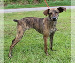 Small #1 Italian Greyhound Mix