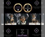 Puppy Ruger AKC Miniature Pinscher