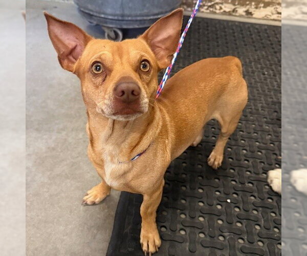 Medium Photo #1 Chihuahua Puppy For Sale in Camarillo, CA, USA