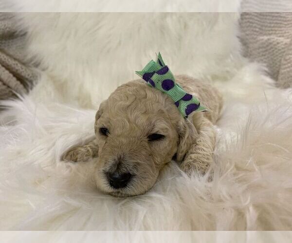Medium Photo #3 Goldendoodle Puppy For Sale in ZEBULON, NC, USA