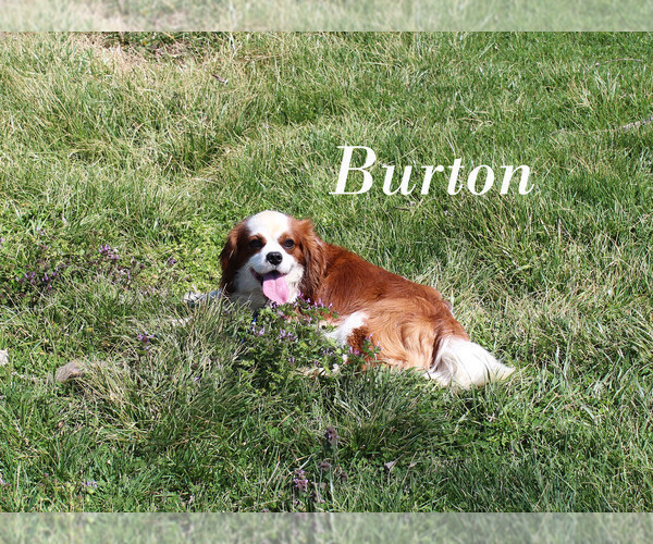 Medium Photo #1 Cavalier King Charles Spaniel Puppy For Sale in CHANUTE, KS, USA
