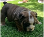 Small Photo #4 Bulldog Puppy For Sale in STOCKBRIDGE, GA, USA