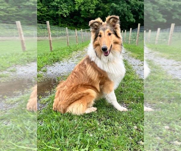 Medium Photo #1 Collie Puppy For Sale in KINGSPORT, TN, USA