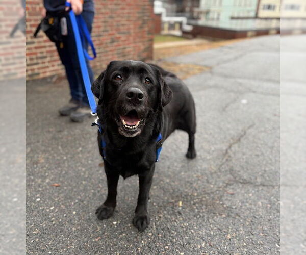 Medium Photo #1 Labrador Retriever Puppy For Sale in Boston, MA, USA