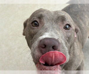 American Pit Bull Terrier-Unknown Mix Dogs for adoption in Tulsa, OK, USA