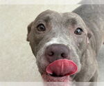 Small American Pit Bull Terrier Mix