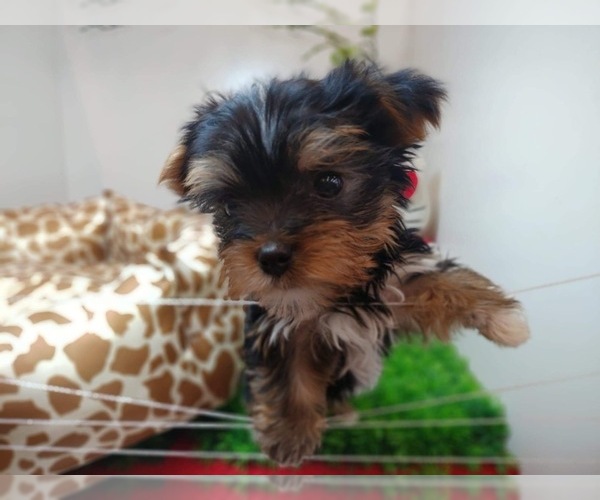 Medium Photo #7 Yorkshire Terrier Puppy For Sale in CHICAGO, IL, USA