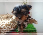 Small Photo #7 Yorkshire Terrier Puppy For Sale in CHICAGO, IL, USA