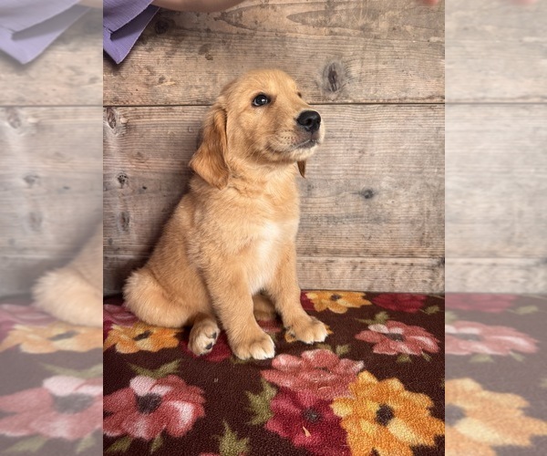 Medium Photo #8 Golden Retriever Puppy For Sale in VERMONTVILLE, MI, USA