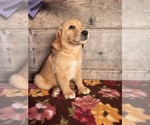 Small #7 Golden Retriever