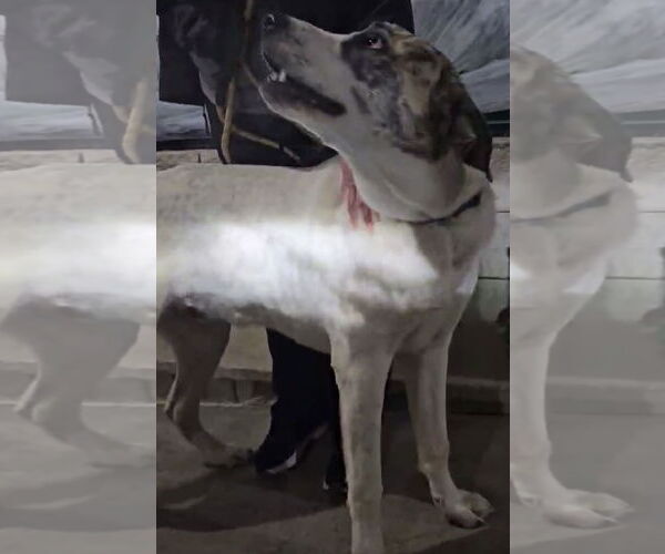 Medium Photo #8 Great Pyredane Puppy For Sale in Alexander, AR, USA