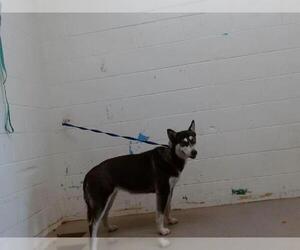 Siberian Husky Dogs for adoption in San Bernardino, CA, USA