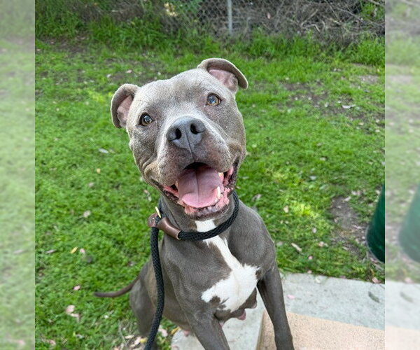 Medium Photo #3 Mutt Puppy For Sale in Long Beach, CA, USA