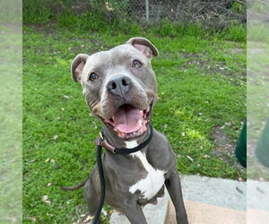 *TALLULAH - Female Mutt Dog for Adoption - Photo #3